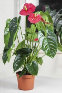 Beautiful red blooms adorn this plant