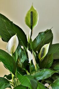 Best bathroom low light houseplant the peace lily