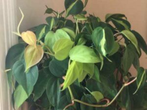 Philodendron low light houseplant that does very well 