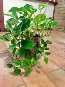 Pothos enjoying its home 