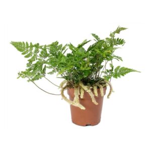 low light houseplant called rabbit's foot fern