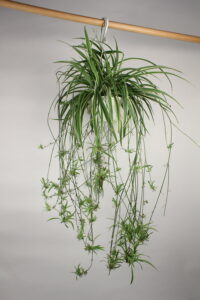 spider plants are great houseplants