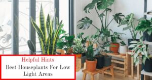 Plants for Low Light Areas