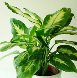 low light houseplant called Chinese evergreen
