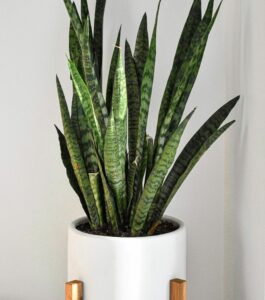Snake Plant a great low light houseplant