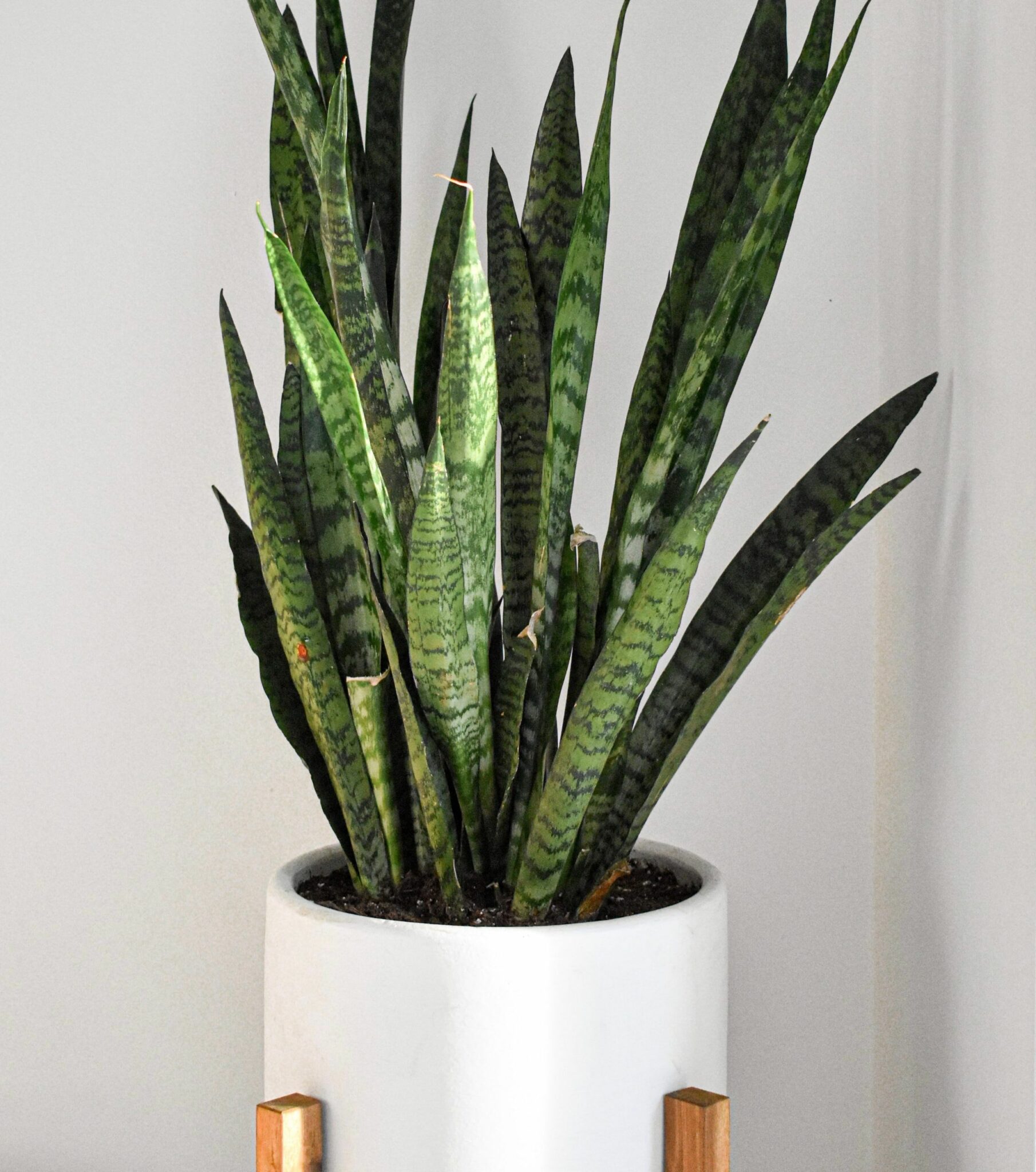 Choosing a Low Light Houseplant - Trott Properties