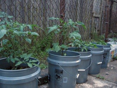 Container Gardening in 5 gallon buckets