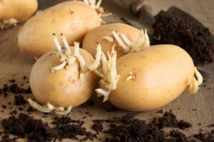 container gardening potatoes can bring large yields 