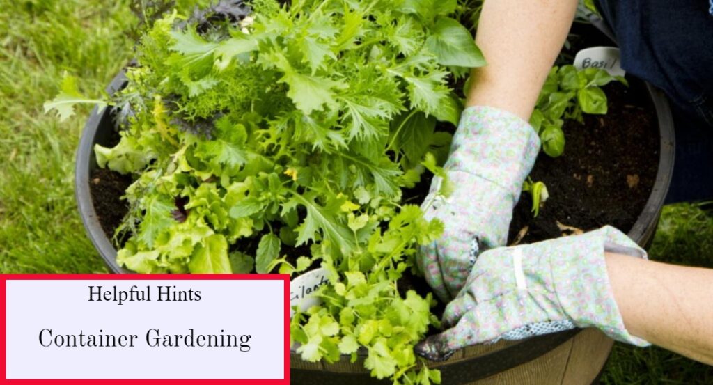Container Gardening planting an herb based planter