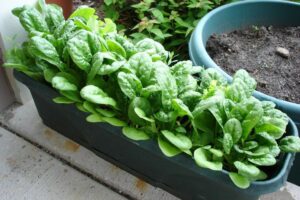 Container Garden of spinach