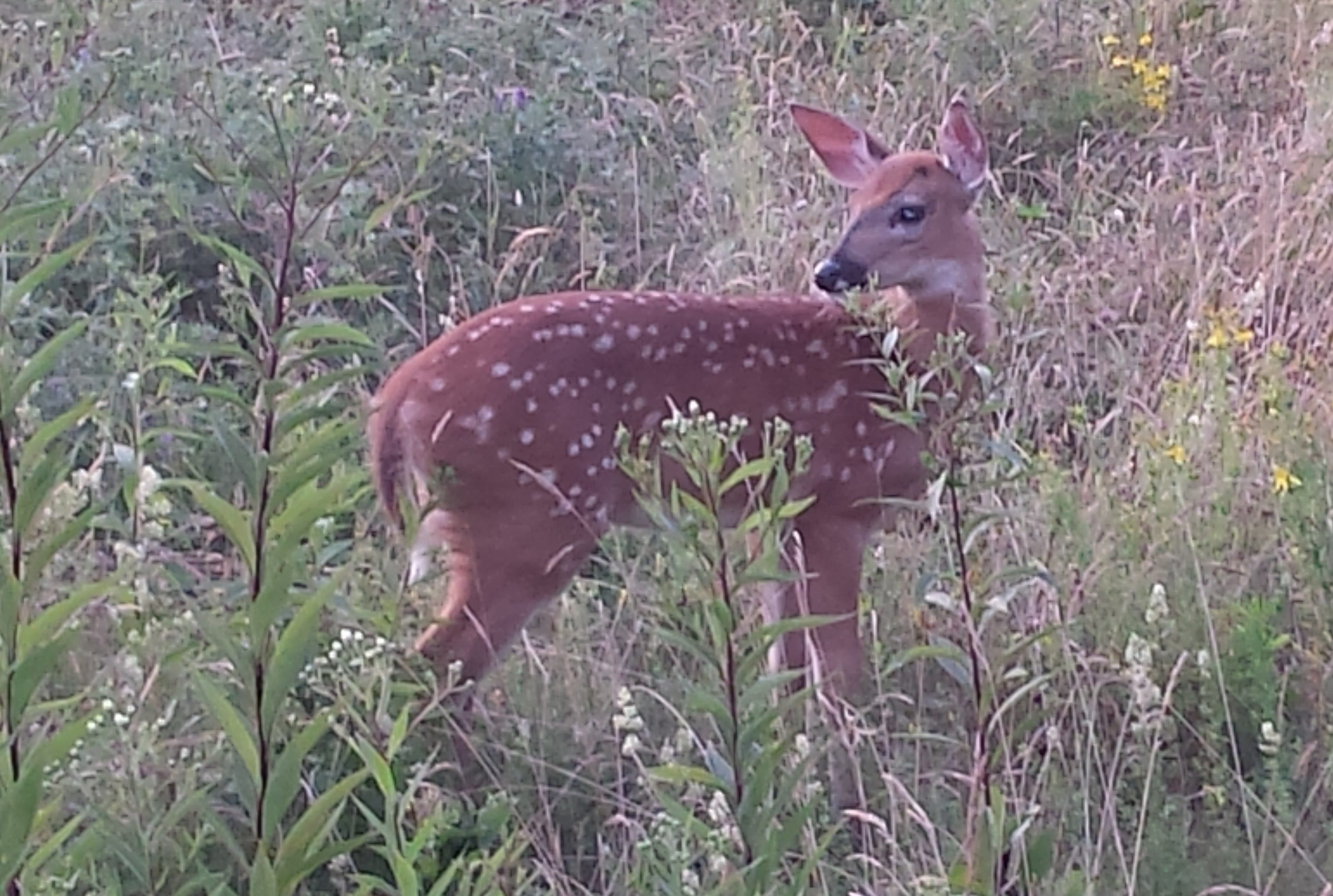 Baby deer with spots enjoying the meadow